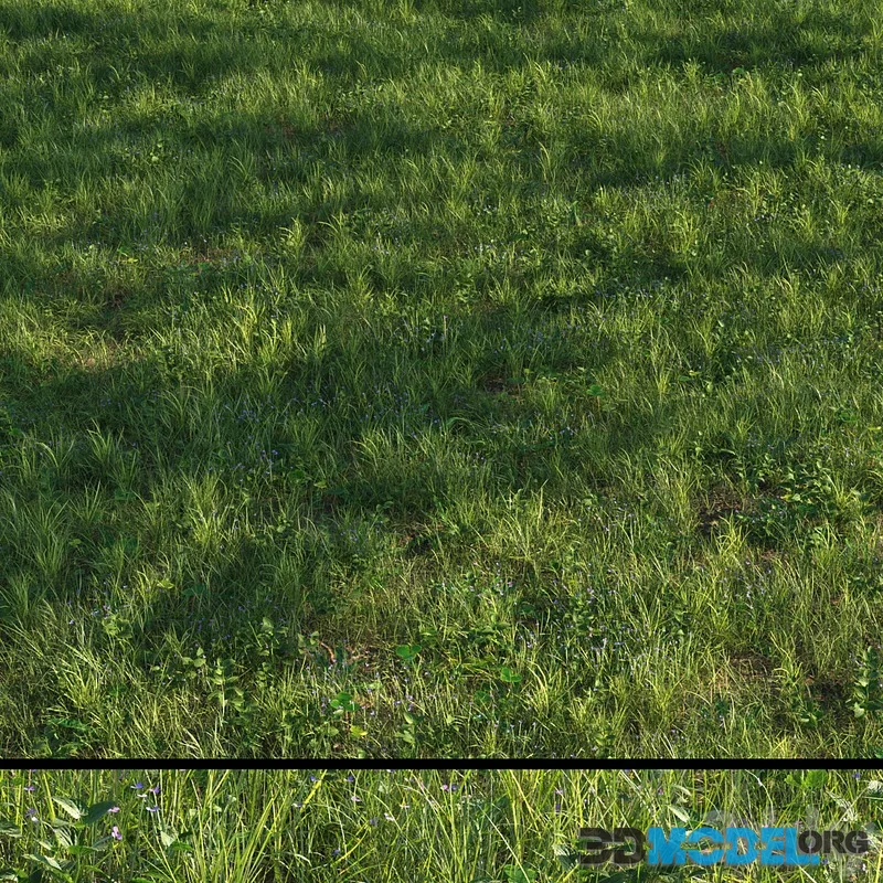 grass13