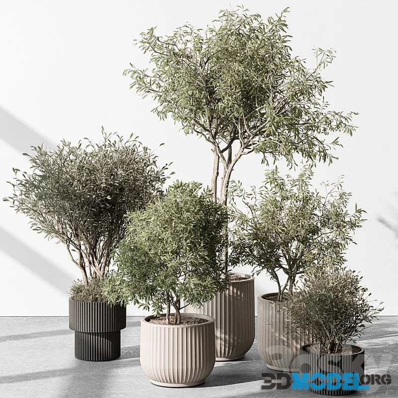 Indoor Plant 488 – Tree and Bush