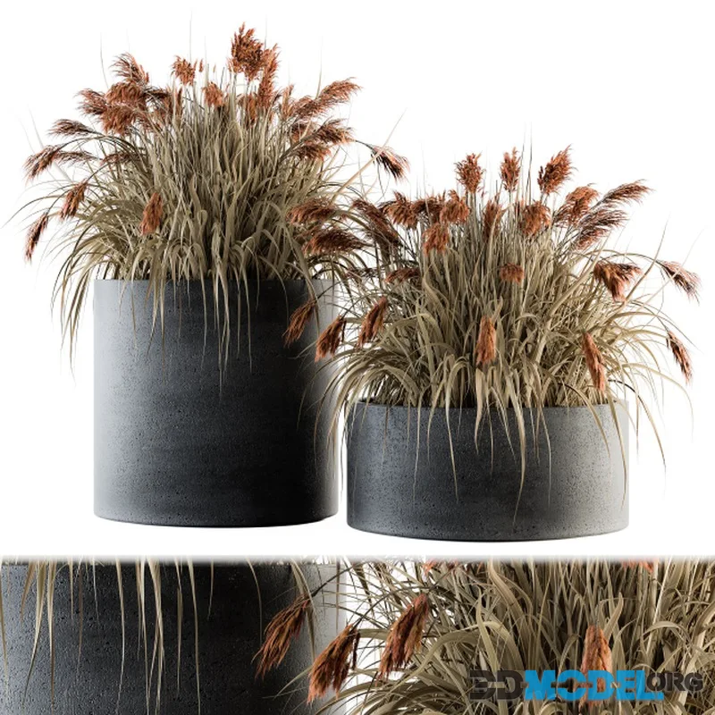 indoor Plant Set 140 – Indian Grass