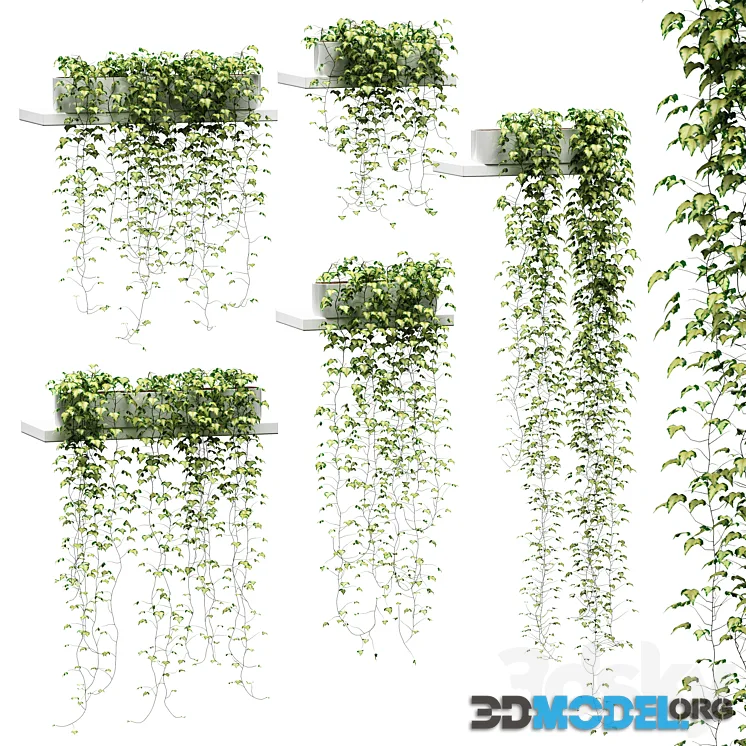 Ivy for shelves v2