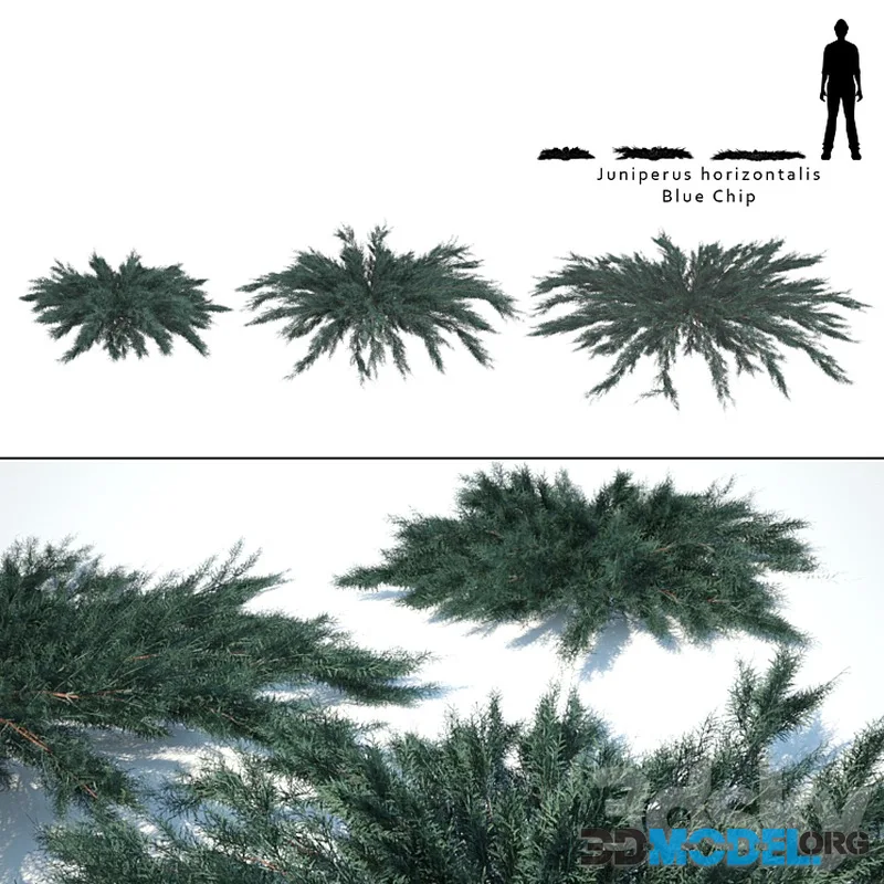 Juniper horizontal Juniperus horizontalis Blue Chip