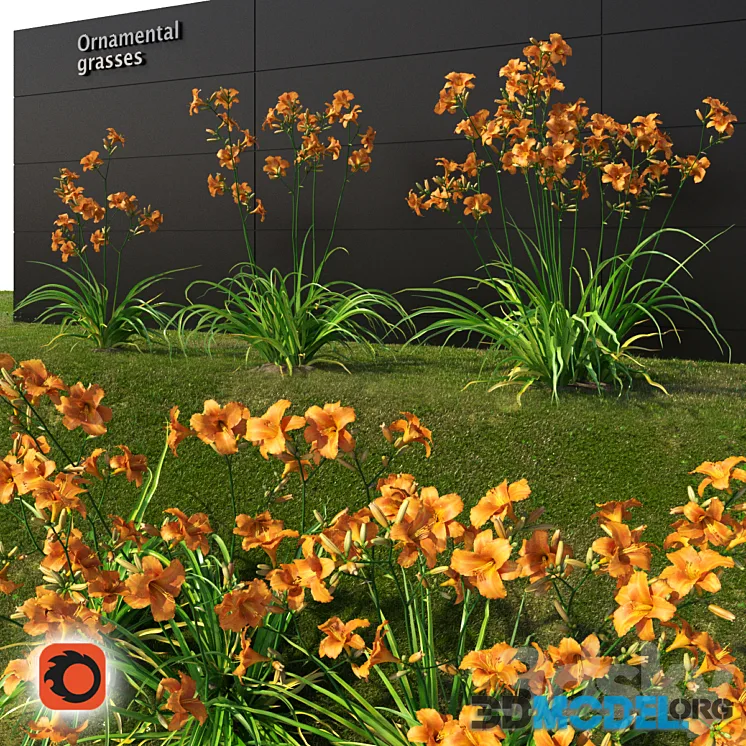 Liljernik yellow Hemerocallis lilioasphodelus