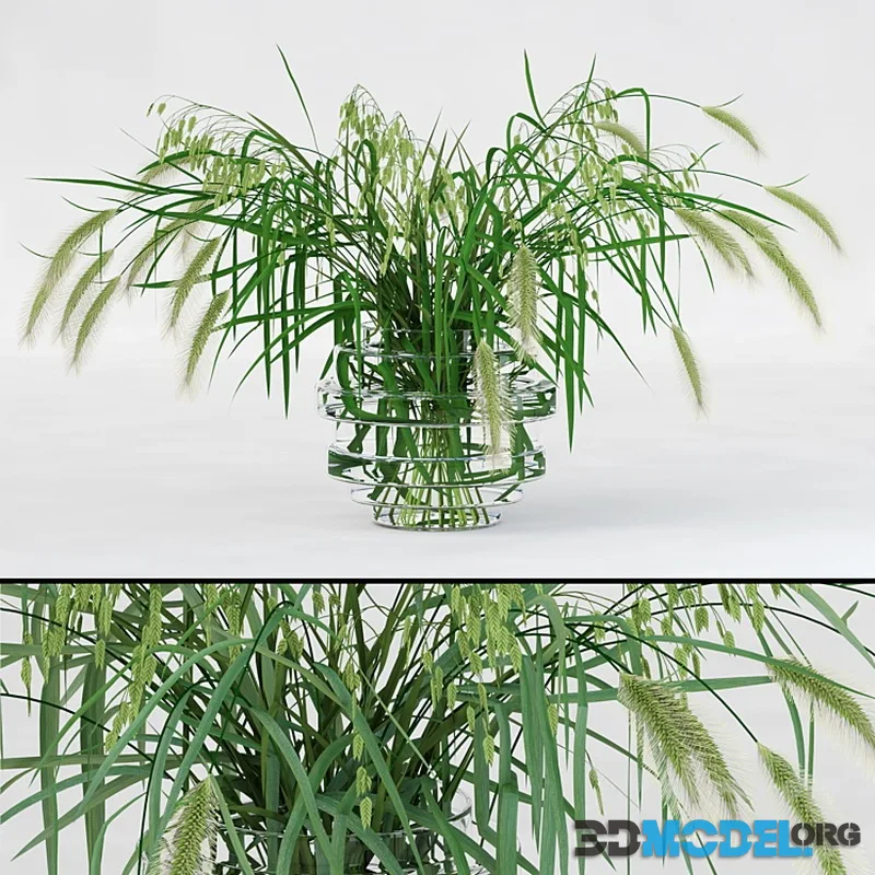Northern Sea Oats and Pennisetum Green