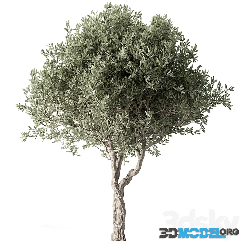 Olive Tree Set 286