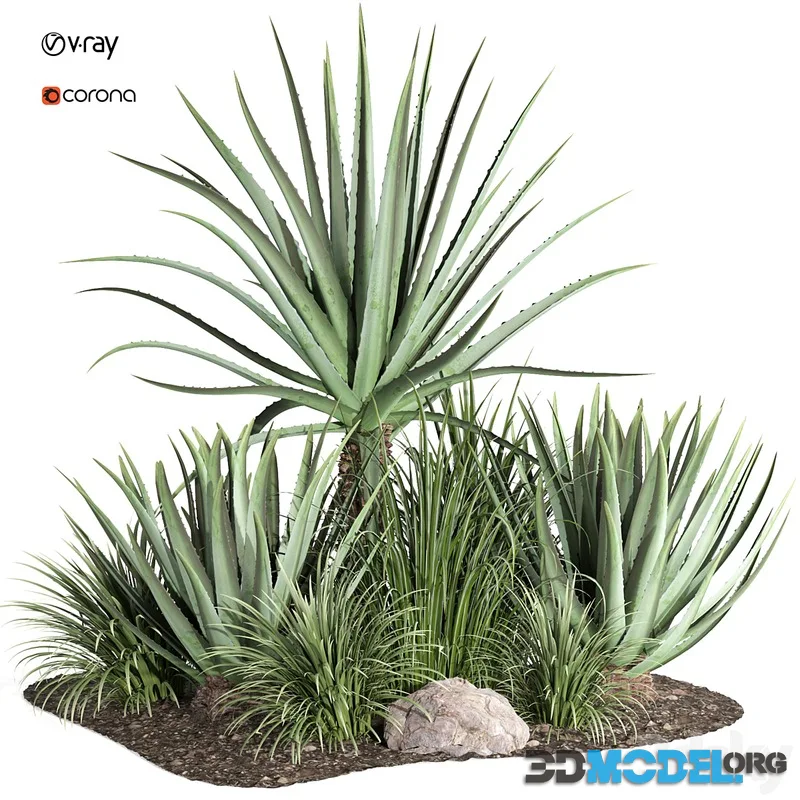 outdoor plant003 Aloevera Agave MacDougalii bush collection plant garden