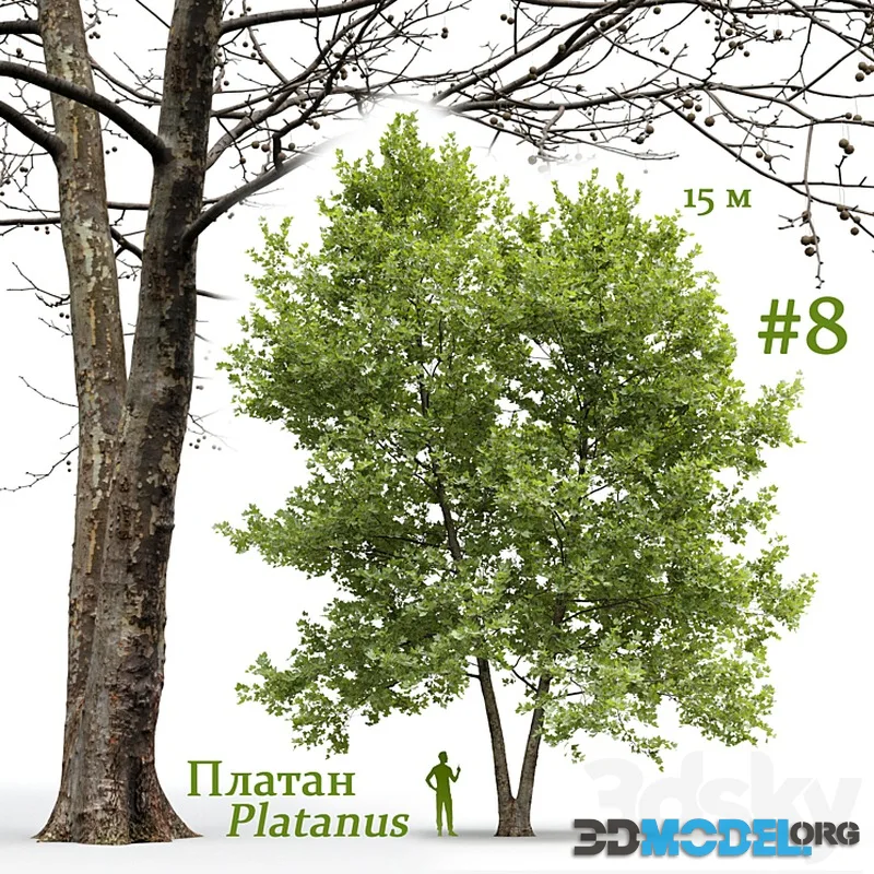 Plane-tree Sycamore Platanus #8