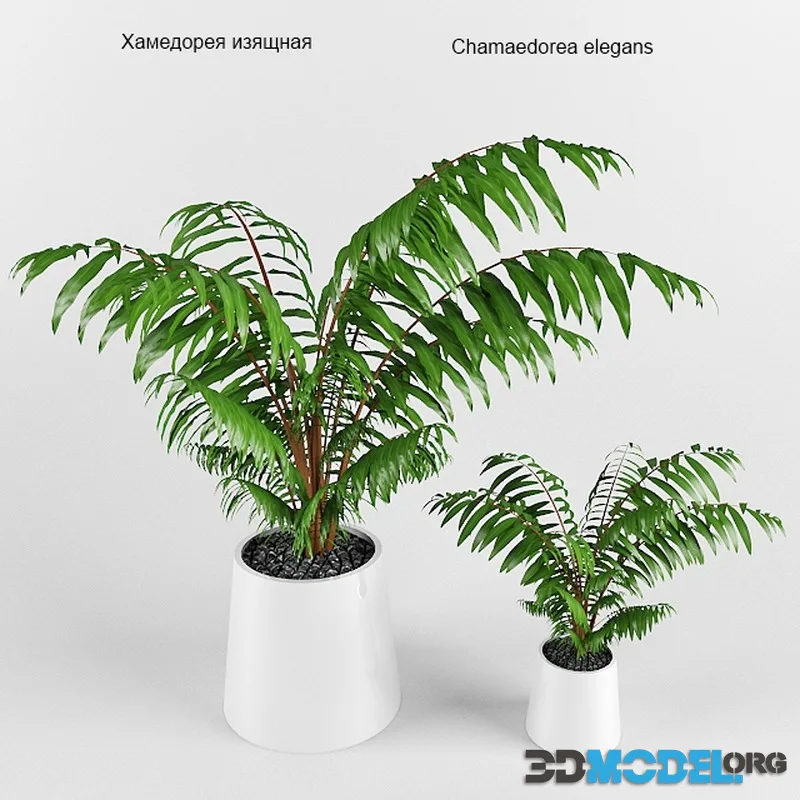 Plant 002 Chamaedorea elegans