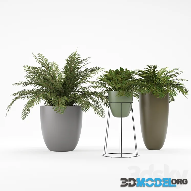 Plant 1 – Ferns