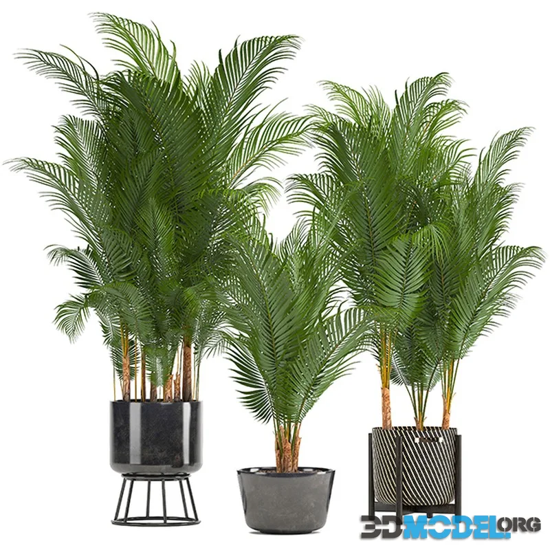 Plant collection 216. Howea forsteriana, palm tree, basket