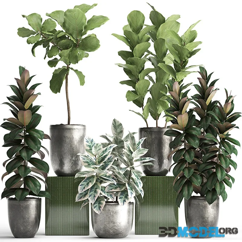 Plant collection 355