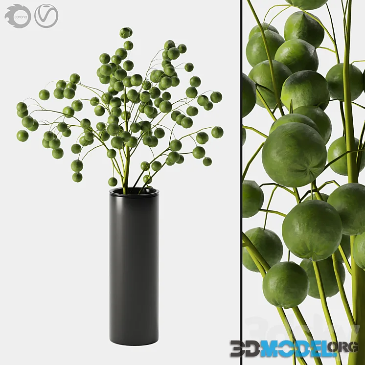 Plant indoor 05