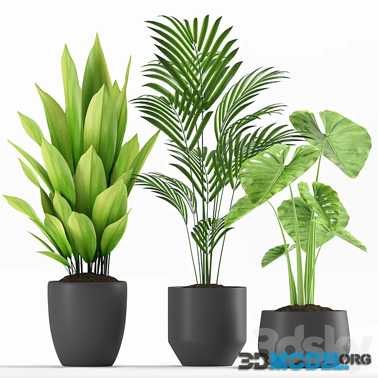 Plants 234