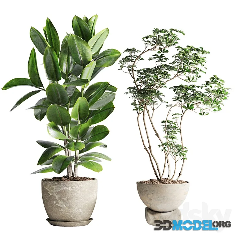 Schefflera and Ficus Plants in Pot