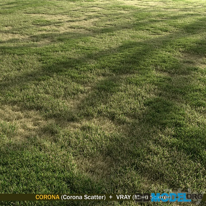 Semi Dry Grass