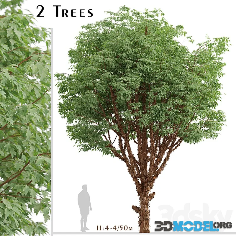 Set of Paperbark Maple Trees (Acer Griseum) (2 Trees)