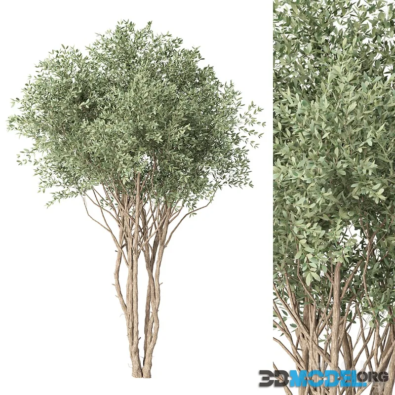 tree no. 38