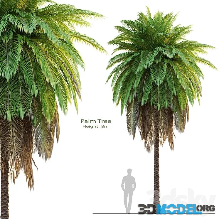 Tree set 08-Palm Tree-C