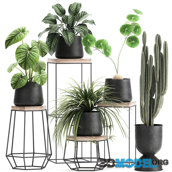 A collection of small plants on stands in black pots with Stefania Erecta, cactus, Philodendron. Set 899