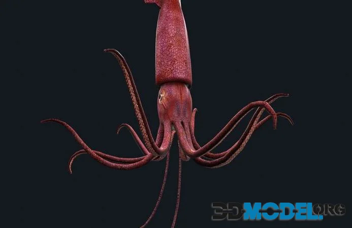 Animated squid (PBR)