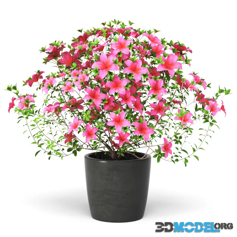 Azalea Plant in a dark pot
