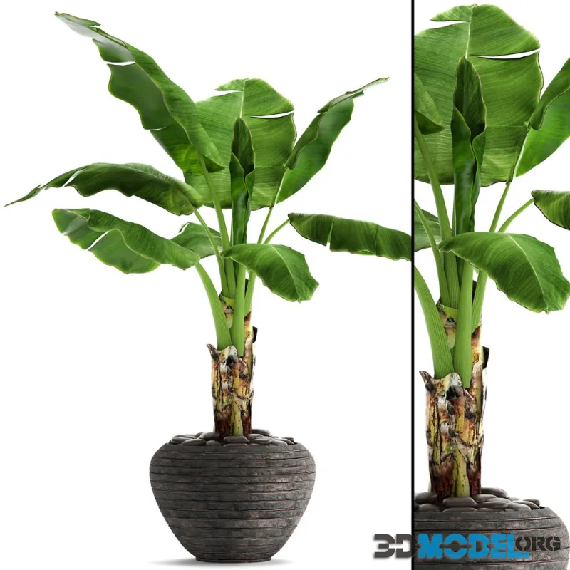 Banana palm in the pot 2