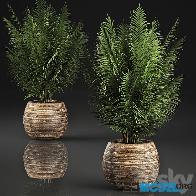 Beautiful decorative small lush bush palm tree in a basket. 828