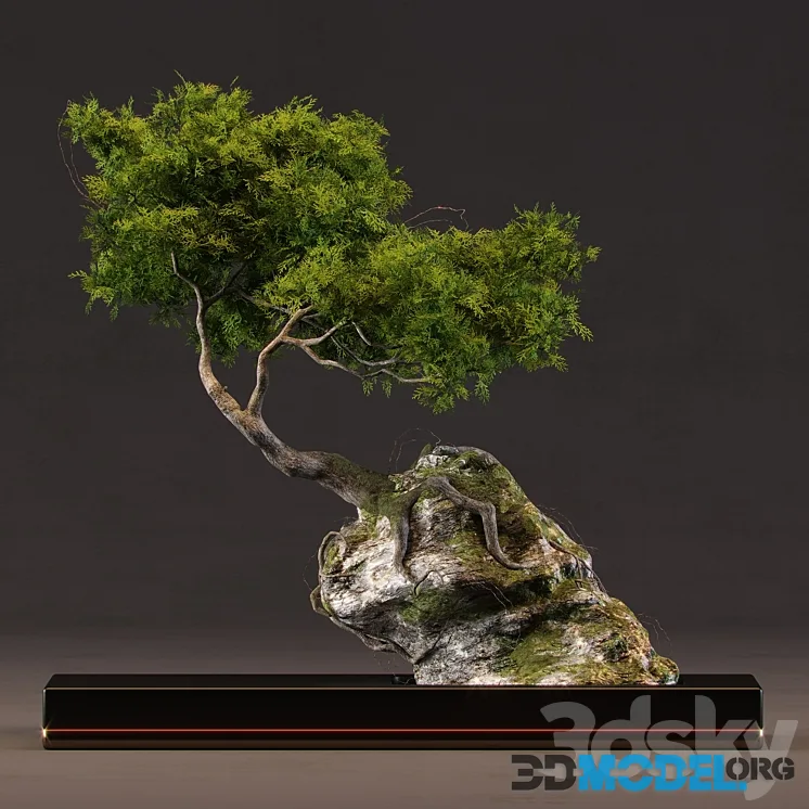 Bonsai with stone