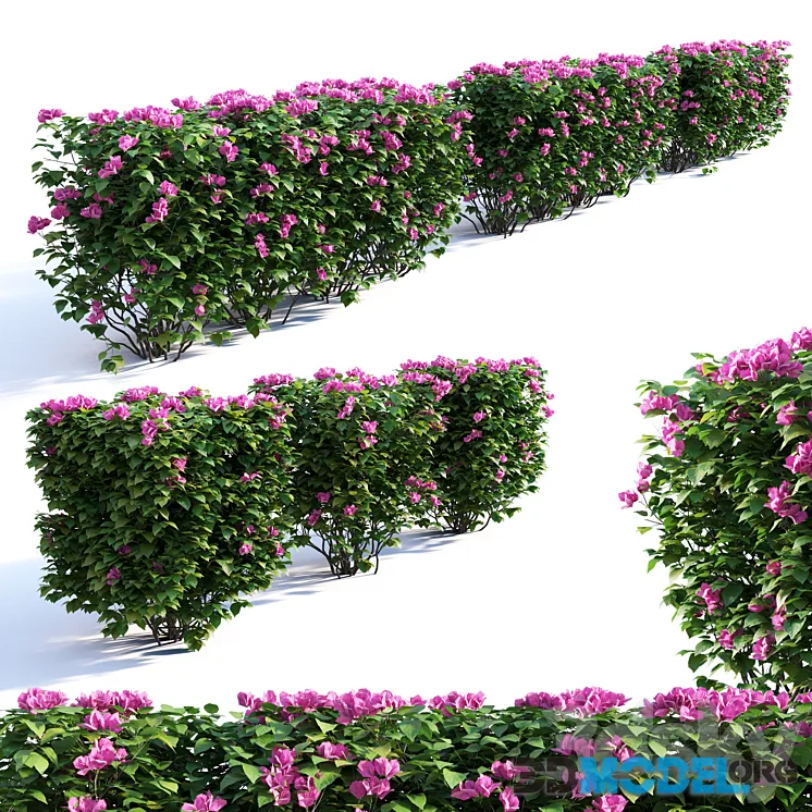 Bougainvillea Hedge 0.8 m Height