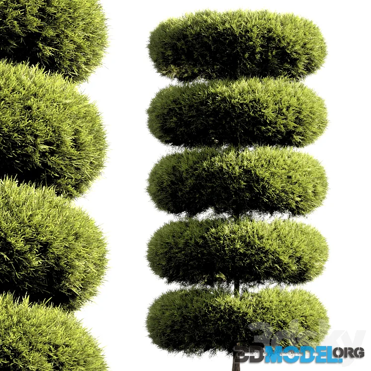 Bush tree 029