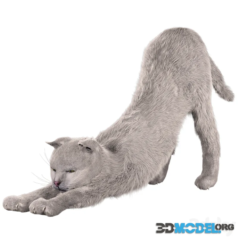 Cat Martin