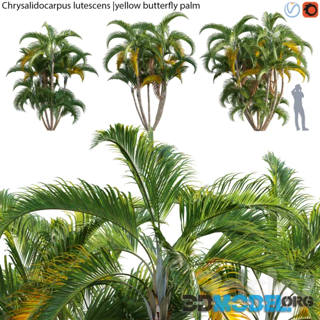 Chrysalidocarpus lutescens - yellow butterfly palm - 02