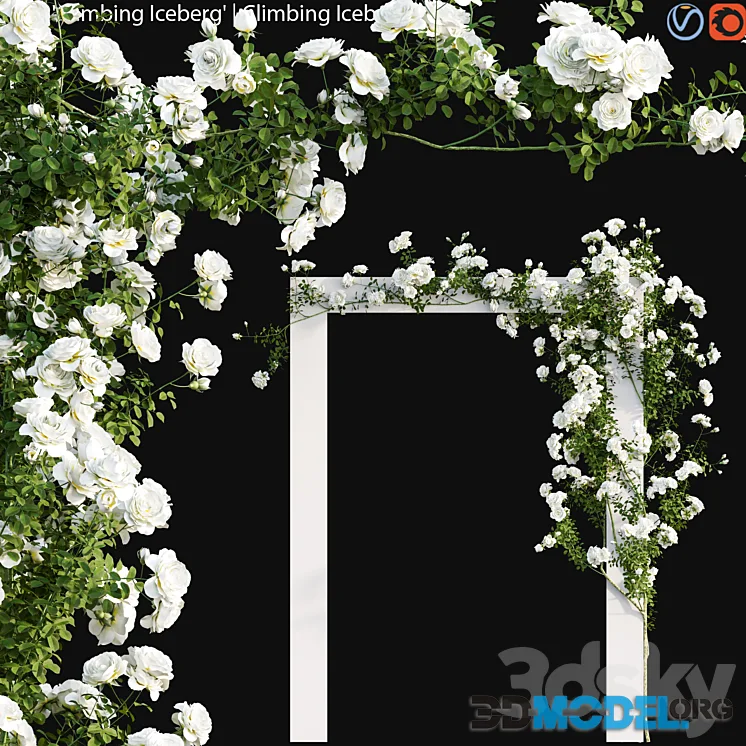 Climbing Iceberg Rose 01