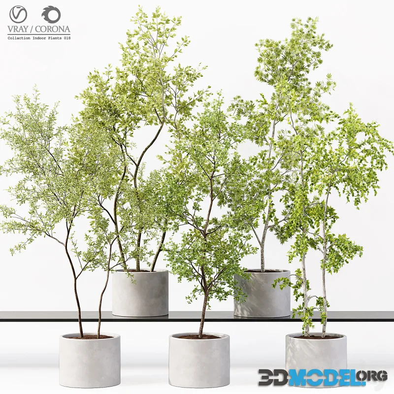 Indoor Plants 018 - quality collection