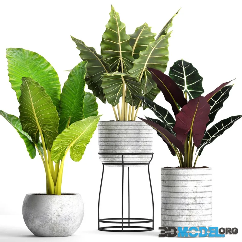Collection of plants in pots 33