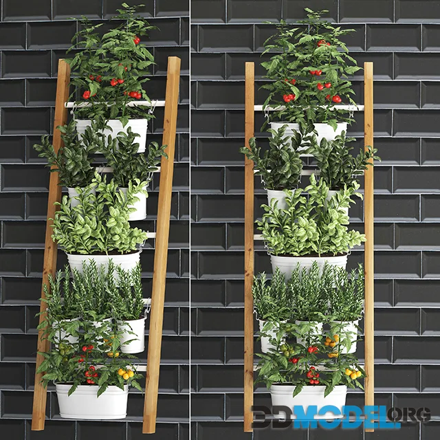 Collection of plants kitchen garden Set 35