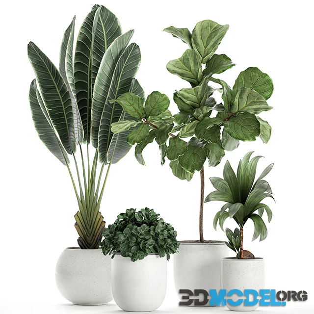 Collection of small plants in white pots with Ravenala, Ficus lyrata tree, nutsifera coconut, strelitzia. Set 666