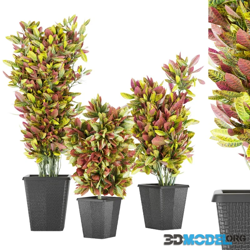 Collection plant vol 12