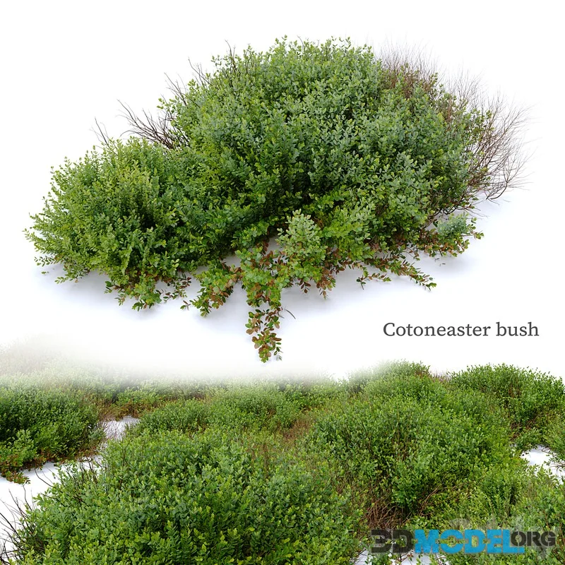 Cotoneaster bush