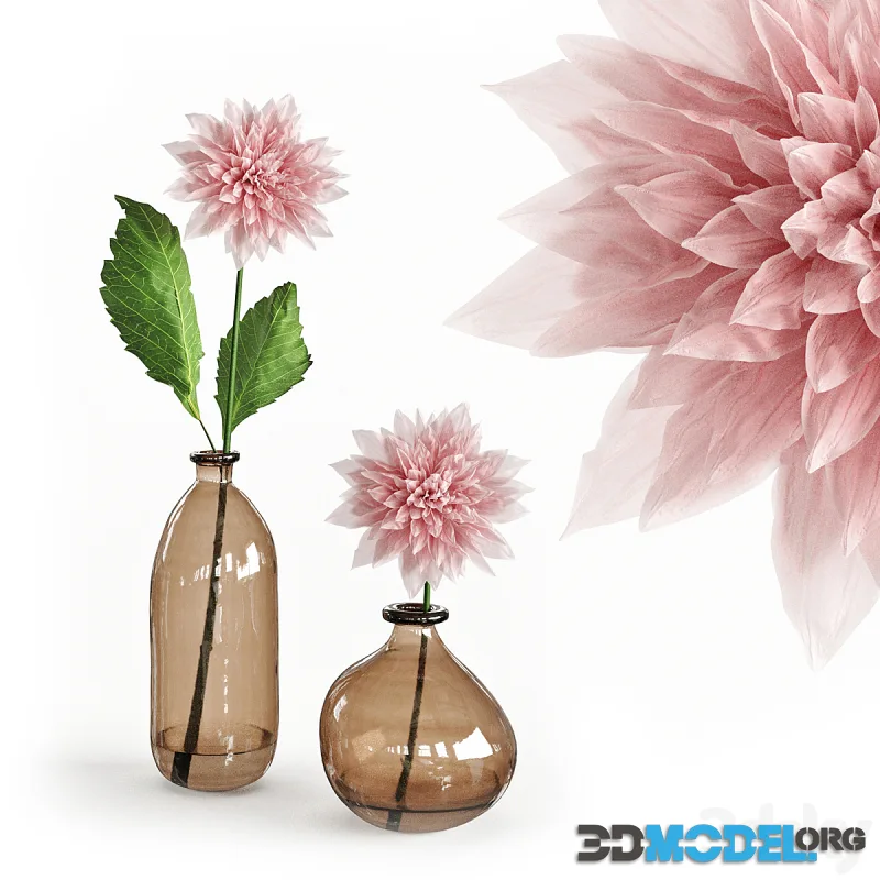 Dahlia in a glass vase