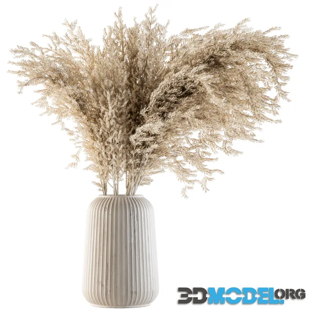 Dry plants 36 – Dried Plant Pampas