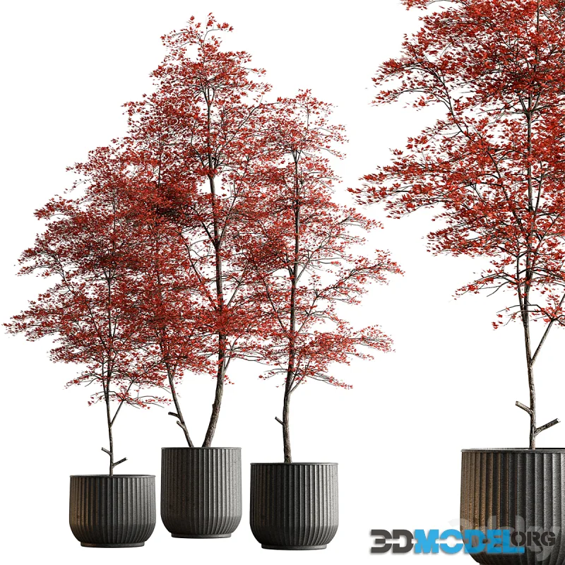 Indoor Plant 591 -Tree in Pot