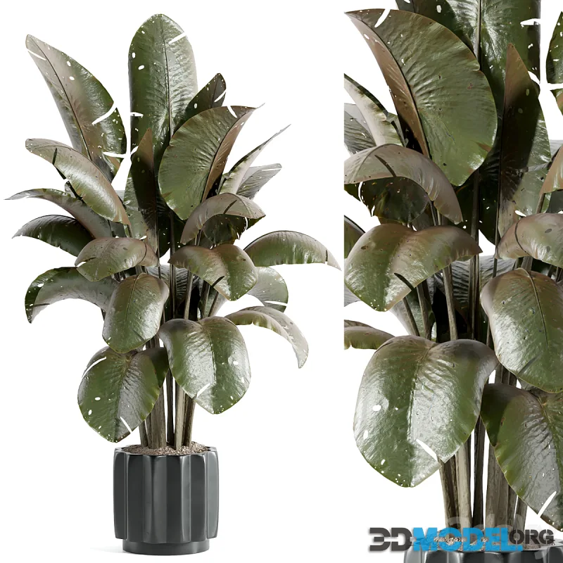 indoor plant – set 32