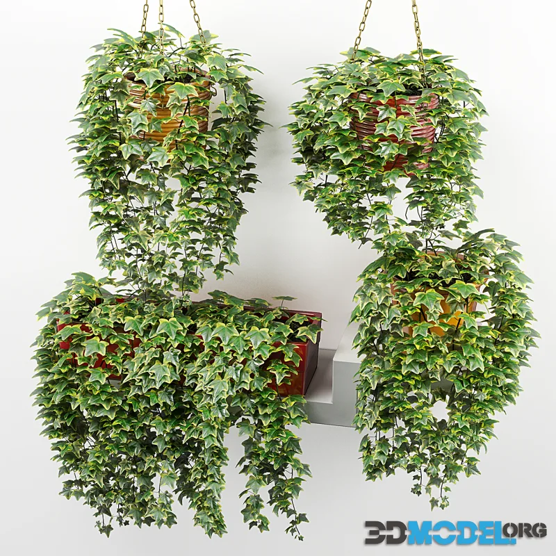 Ivy in pot (4 variants)