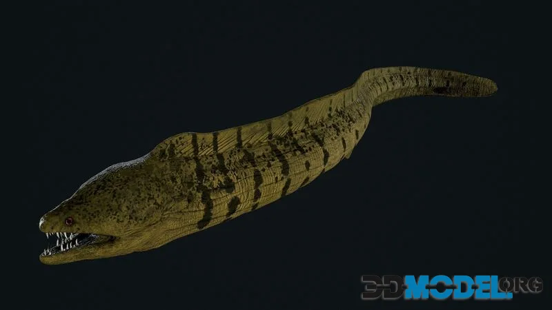 Moray eel (PBR)
