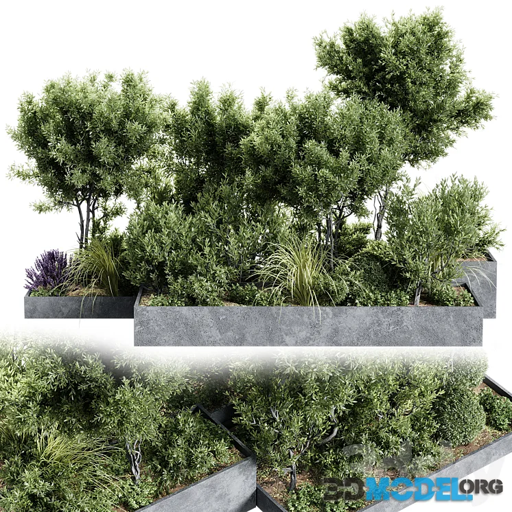 Outdoor Plants – 11 Plants in box
