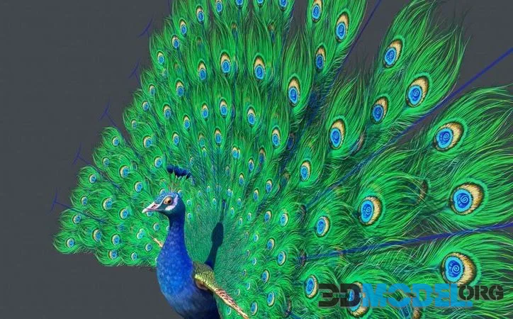 Peacock bird low-poly (PBR)