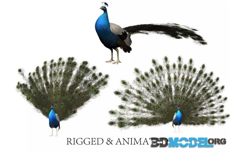 Peacock peafowl (rigged &aniamted) (PBR)