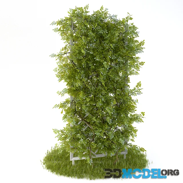 Perennial climbing plant for the garden