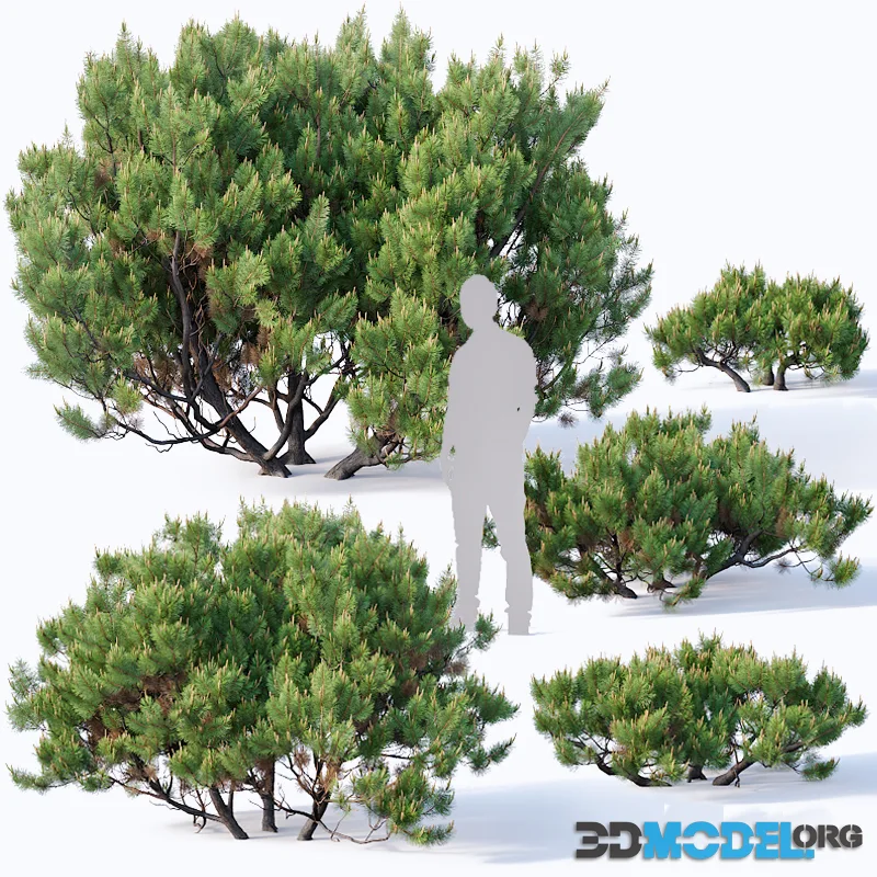 Pinus mugo # 2. H60-260 cm