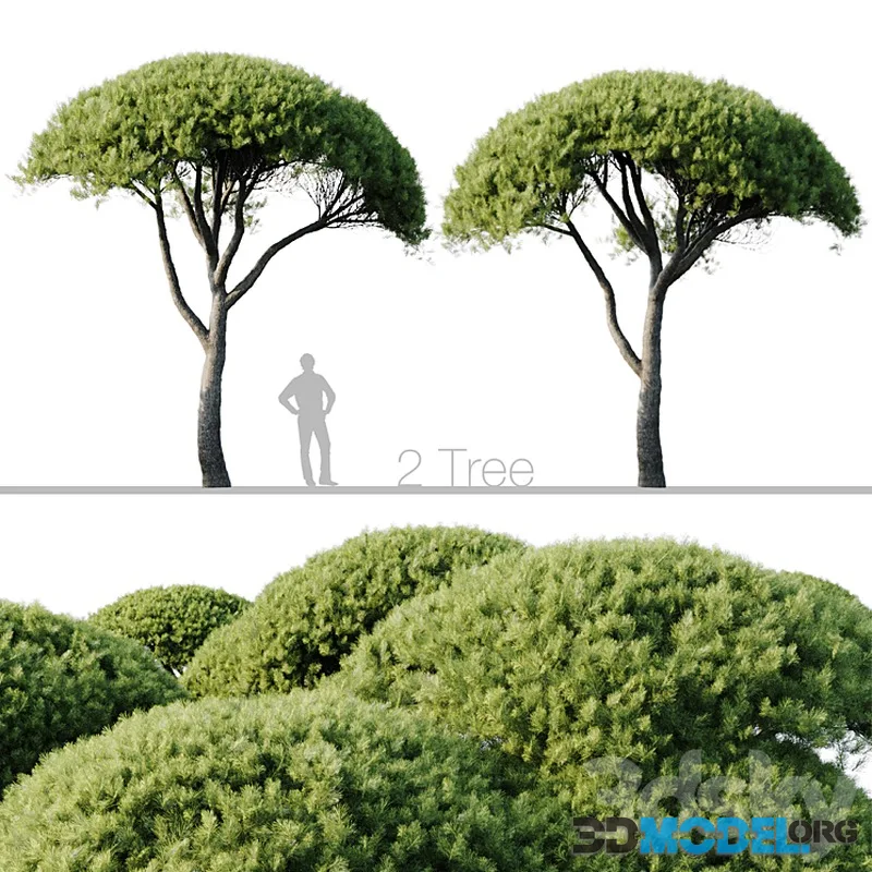Pinus Pinea 13m and 12m